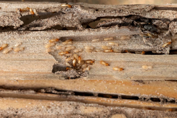 Best Termite Control Services  in Blplay, AL
